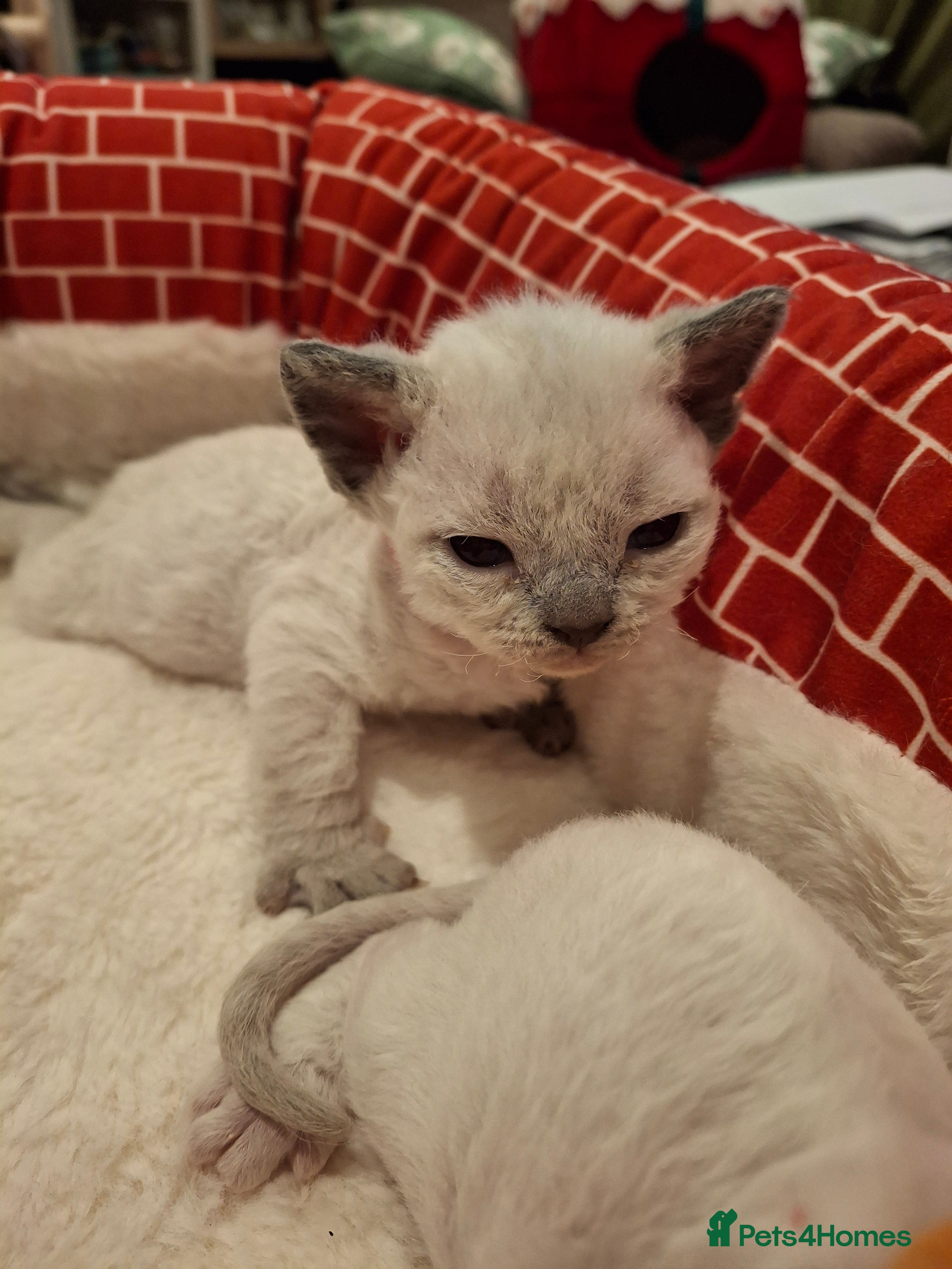 Devon Rex cats 🌸 Wonderful Devon Rex Kittens FIFE registered  🌸 - Advert 1