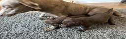 Labrador Retriever dogs for sale: Chocolate Labrador Puppies - Advert 8