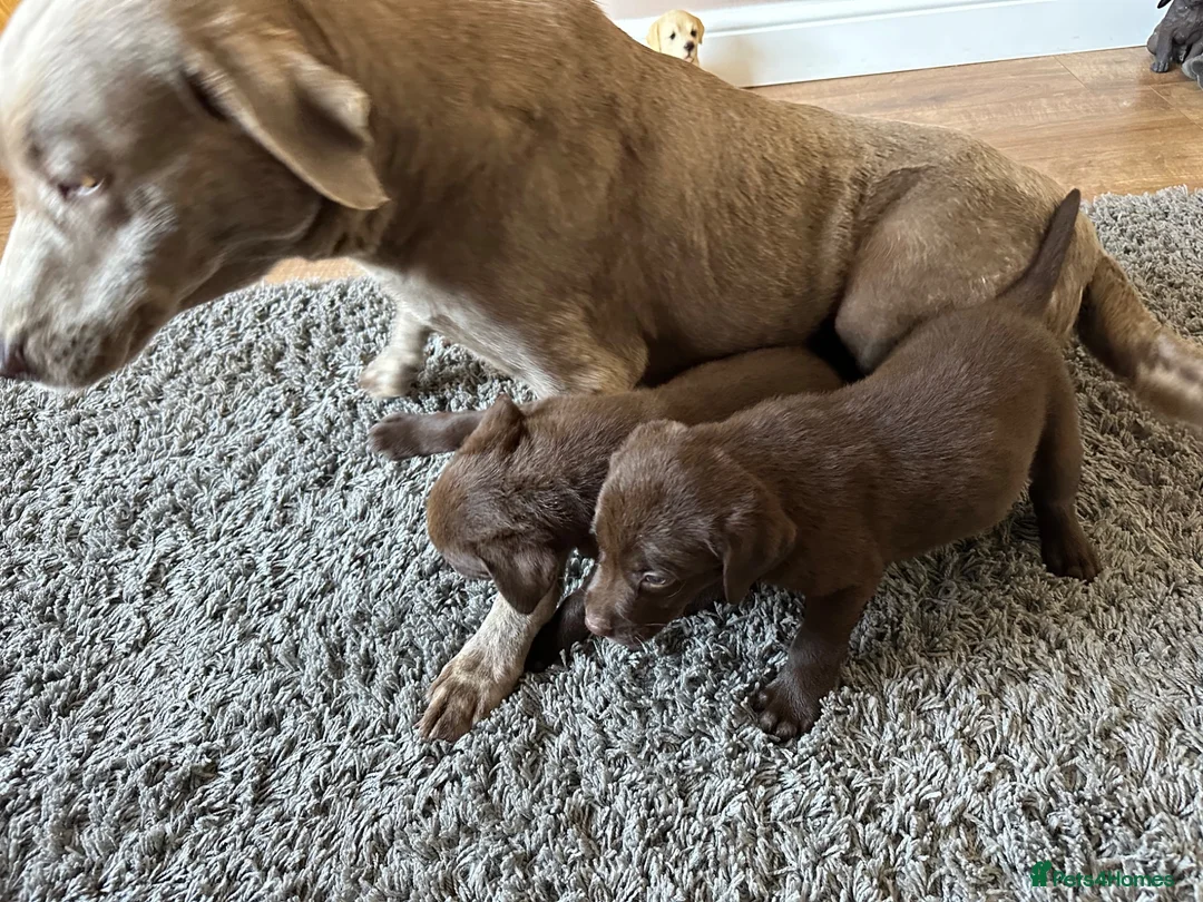 Labrador Retriever dogs for sale: Chocolate Labrador Puppies - Advert 8