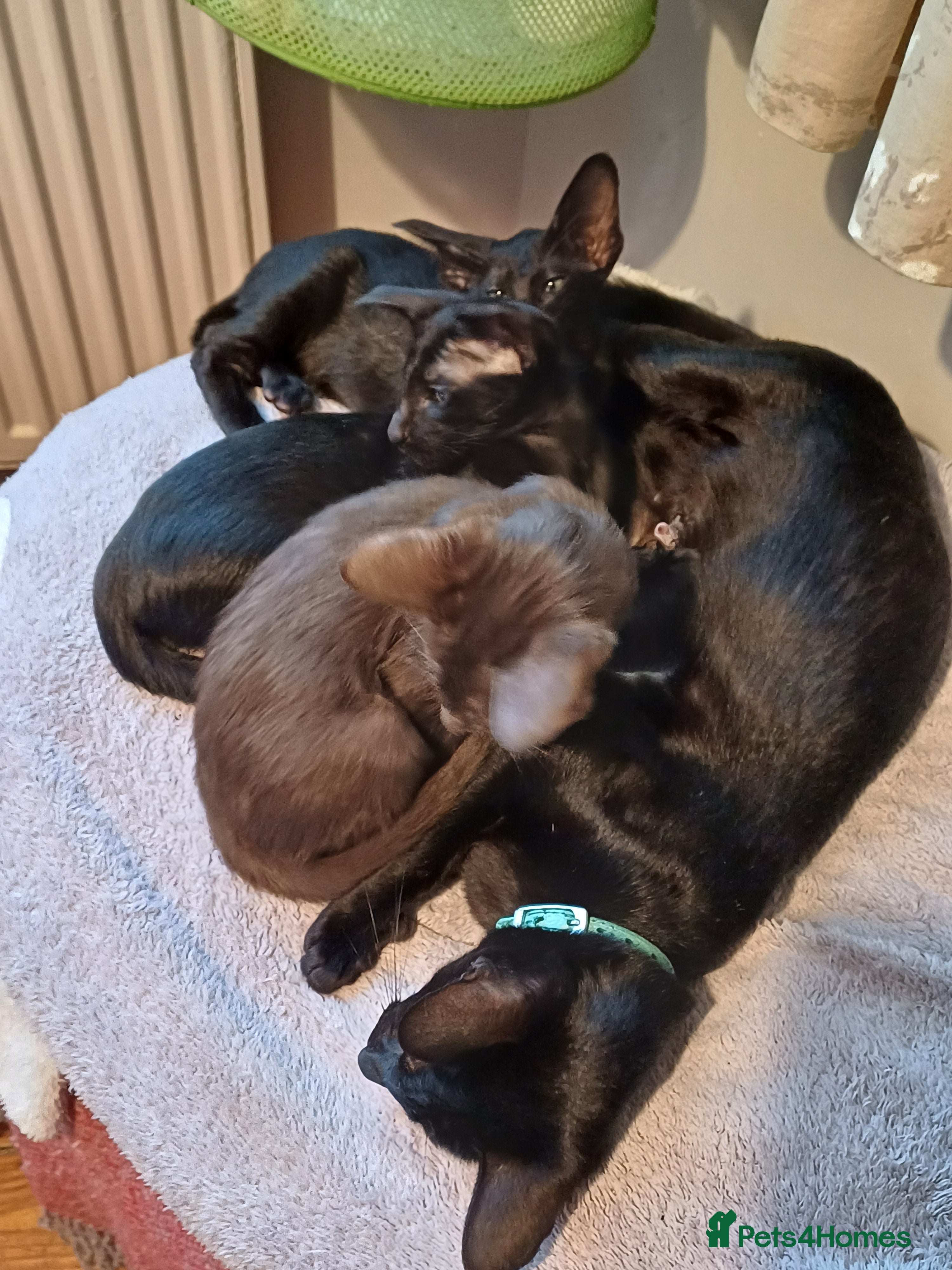 Oriental cats Oriental Black Female Kitten - Advert 2