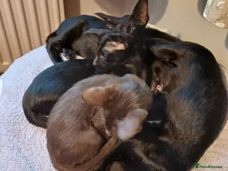 Oriental cats Oriental Black Female Kitten - Advert 2