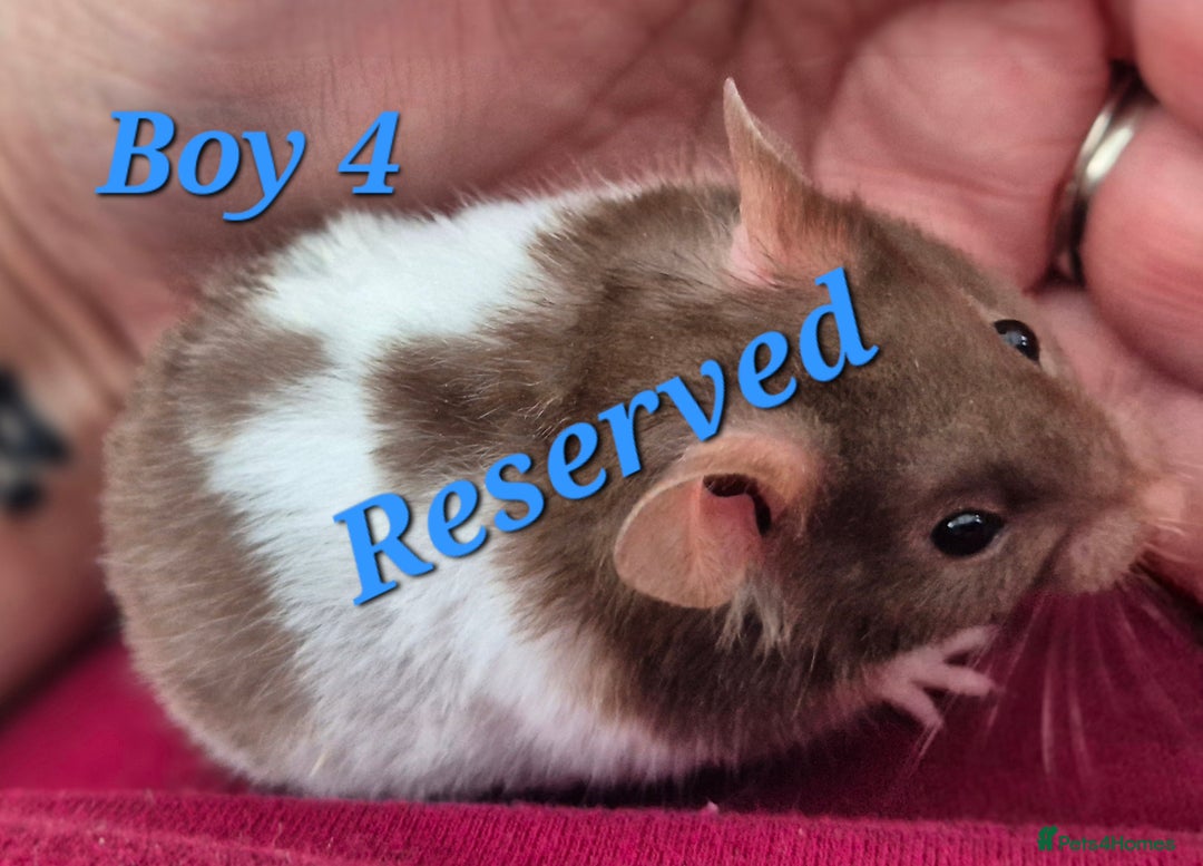Hamster rodents for sale: Hamsters available - Image 2
