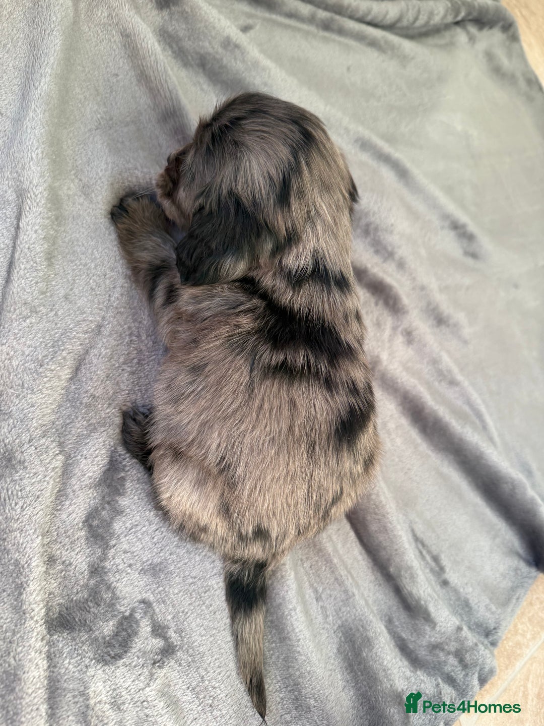 Cocker Spaniel dogs for sale: Cocker spaniel pups  - Advert 4