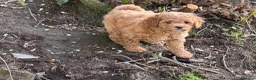Cavachon dogs for sale: 5 ⭐️Gorgeous F1 Fox Red boy Cavapoochon. - Advert 15