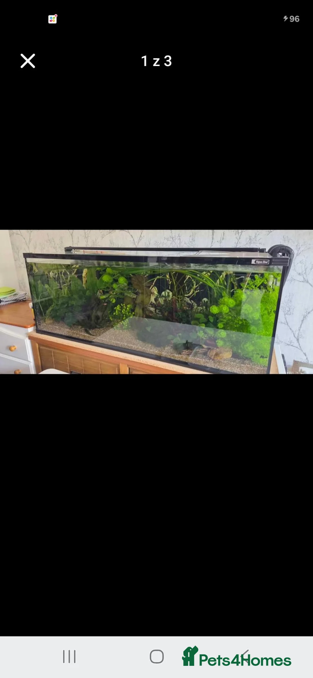 Other/Mixed Breed fish for sale: Fish tank - Advert 2