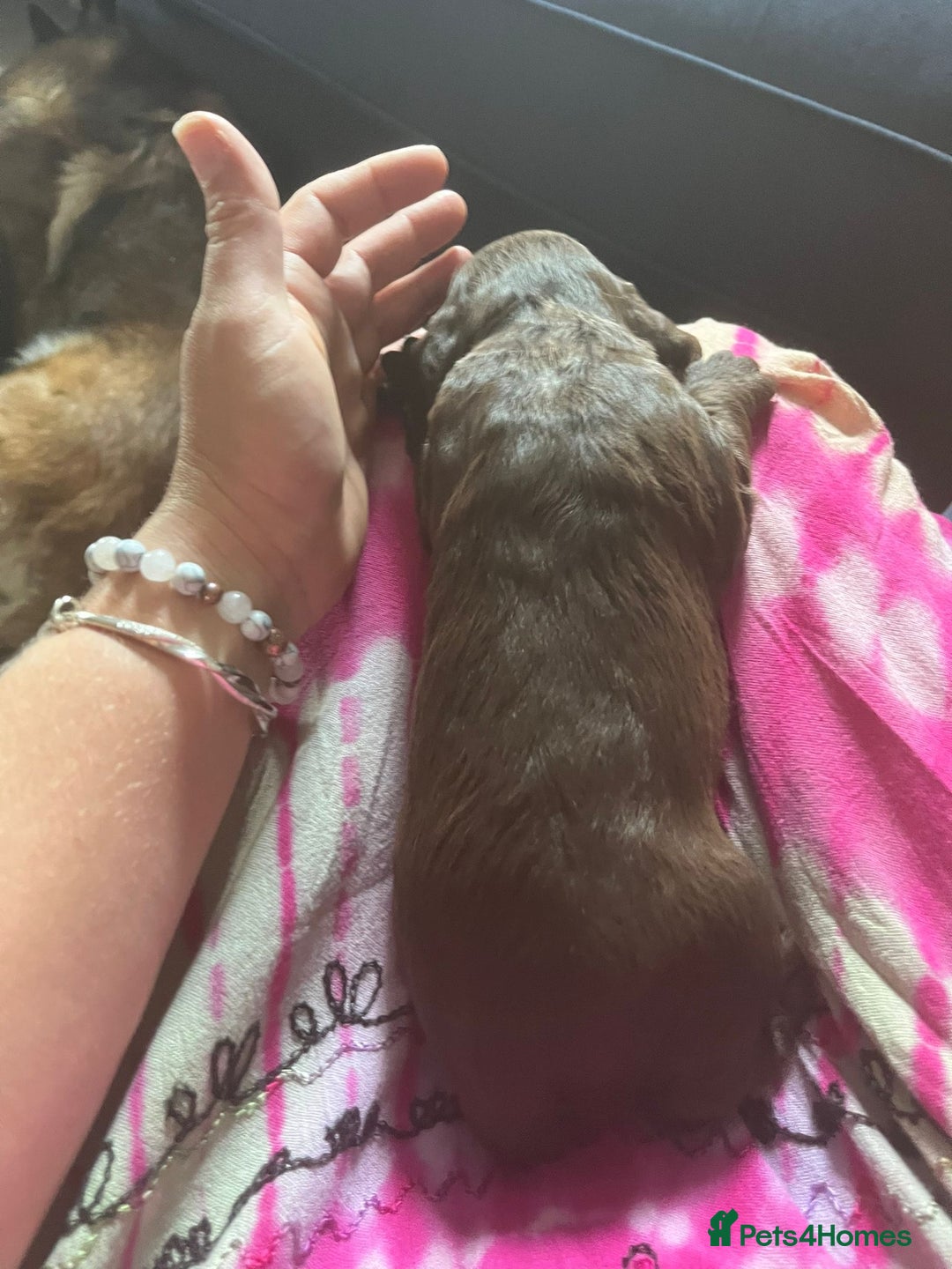 Sprocker dogs for sale: Beautiful Sprocker puppies  - Image 22