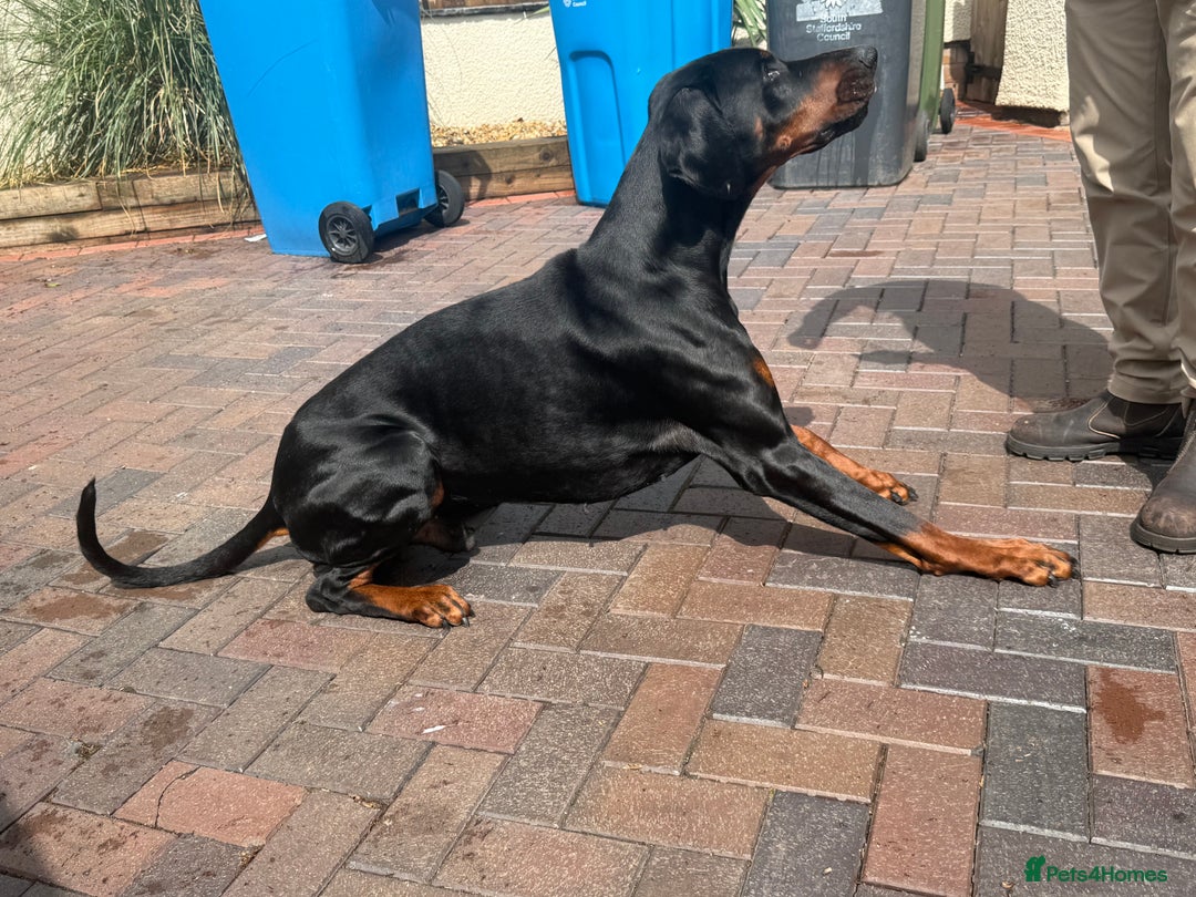 Dobermann dogs for stud: 🌟Beautiful European Doberman Stud🌟 in Walsall - Image 3