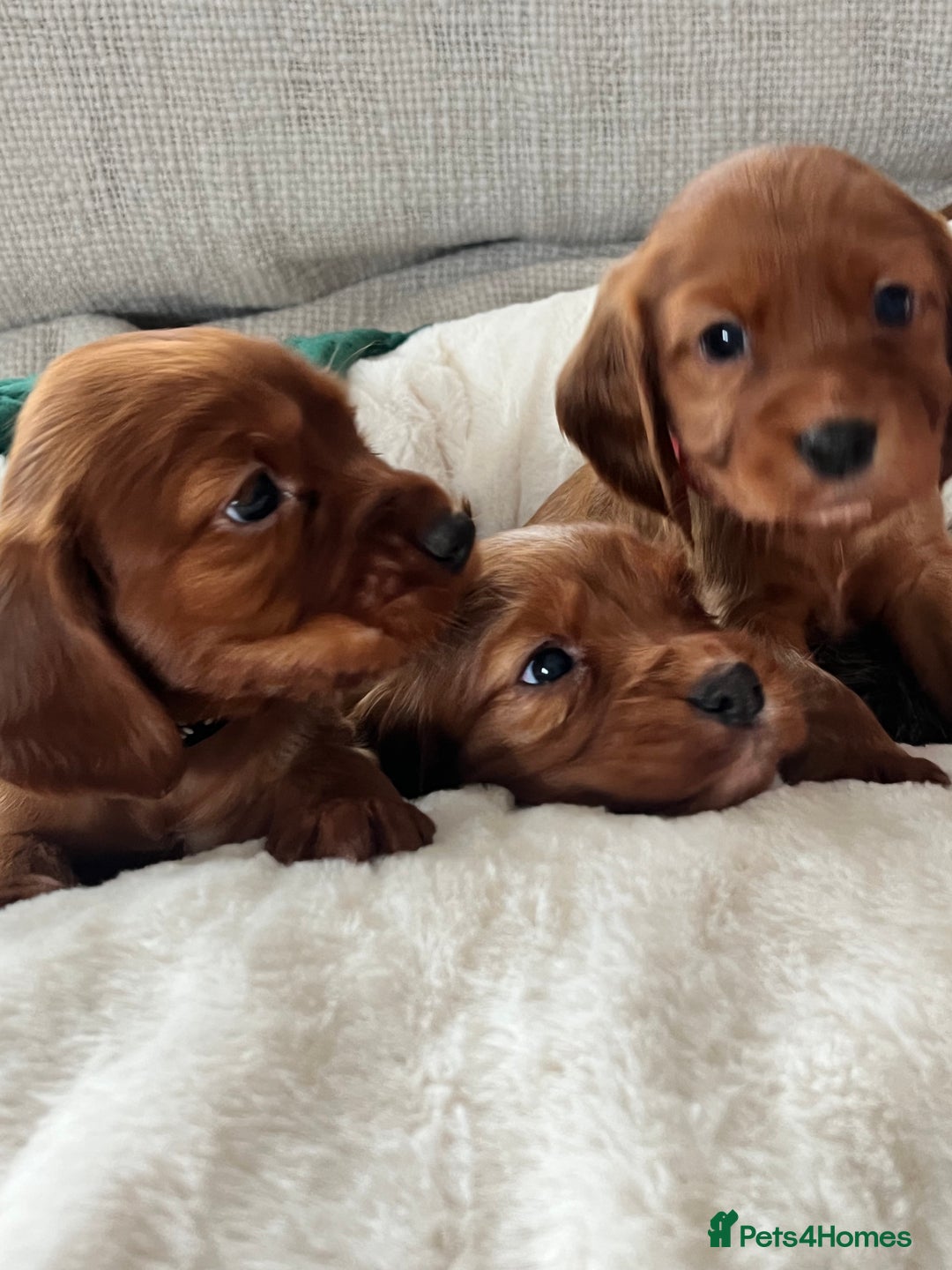 Cocker Spaniel dogs for sale: fox red cocker spaniels health tested  - Advert 11