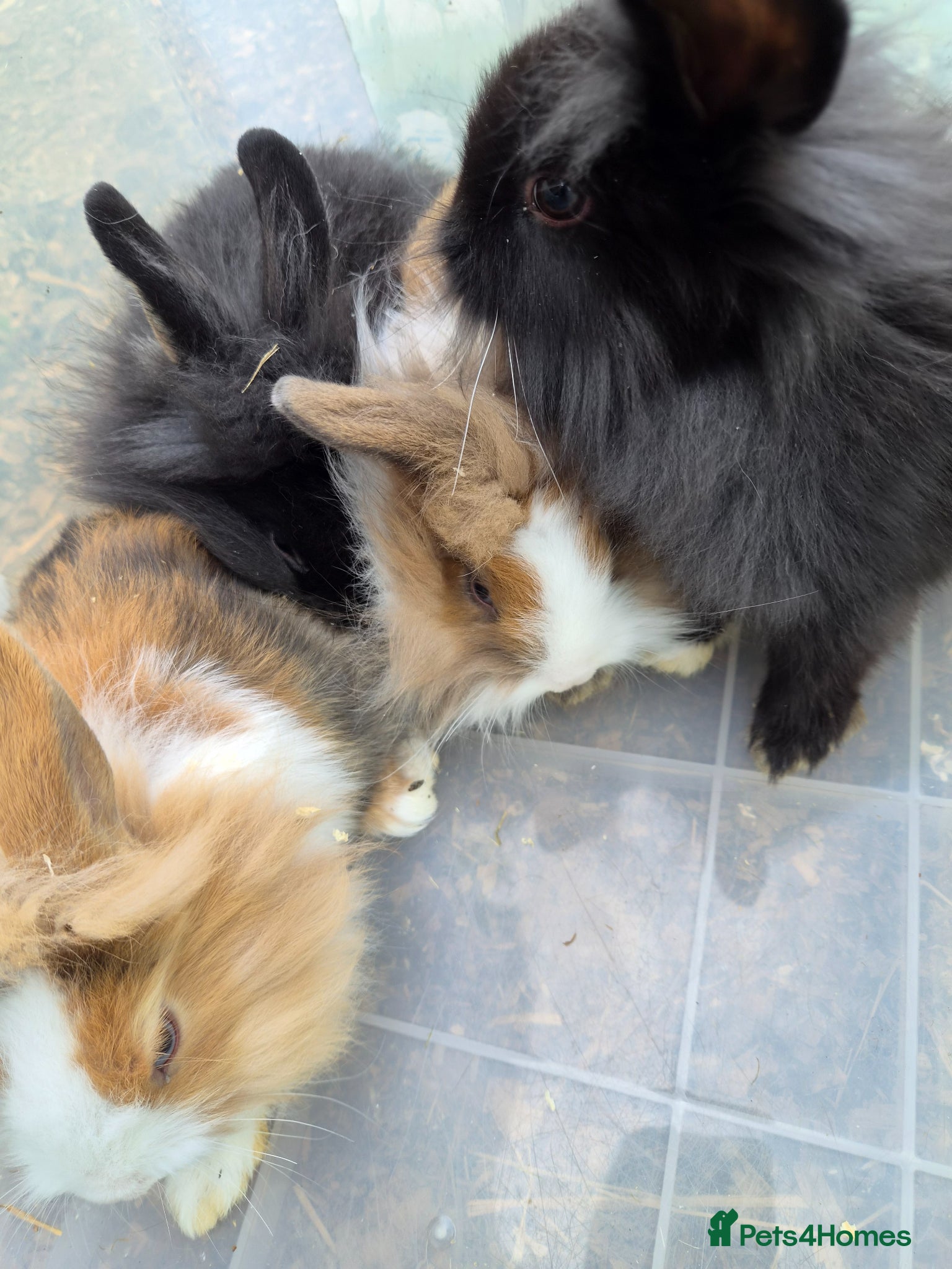 Lionhead rabbits for sale: 5 baby lion heads for sale £60 each  in Manchester - Advert 4