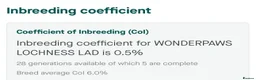 Cairn Terrier dogs for sale: Quality pup off Health Tested Parents avail 02/08 - Advert 12