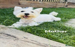 West Highland Terrier dogs for sale: West Highland  White Terrier Puppies  - Image 4