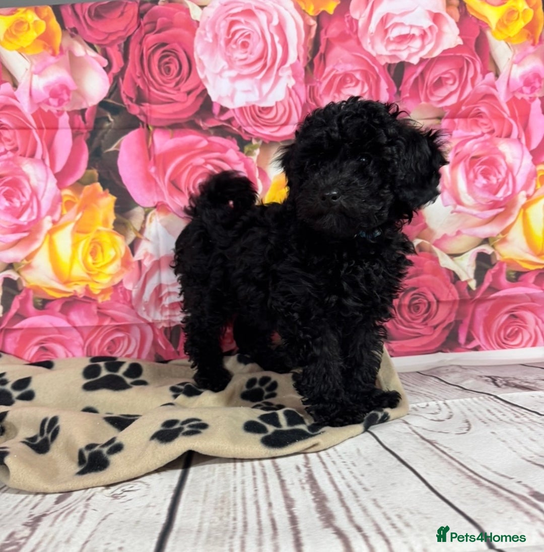 Toy Poodle dogs for sale: Gorgeous Pure-Bred Toy Poodle Pups - Advert 16