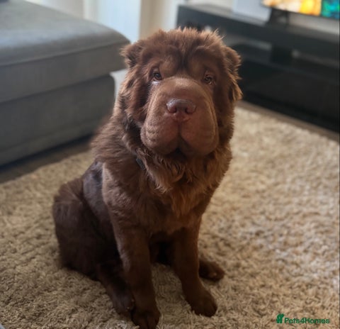 Bear Fur Shar Pei Lilac Bear Coat Shar Pei Miniature Shar Blue