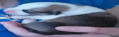 Welsh Corgi Pembroke Puppy 1