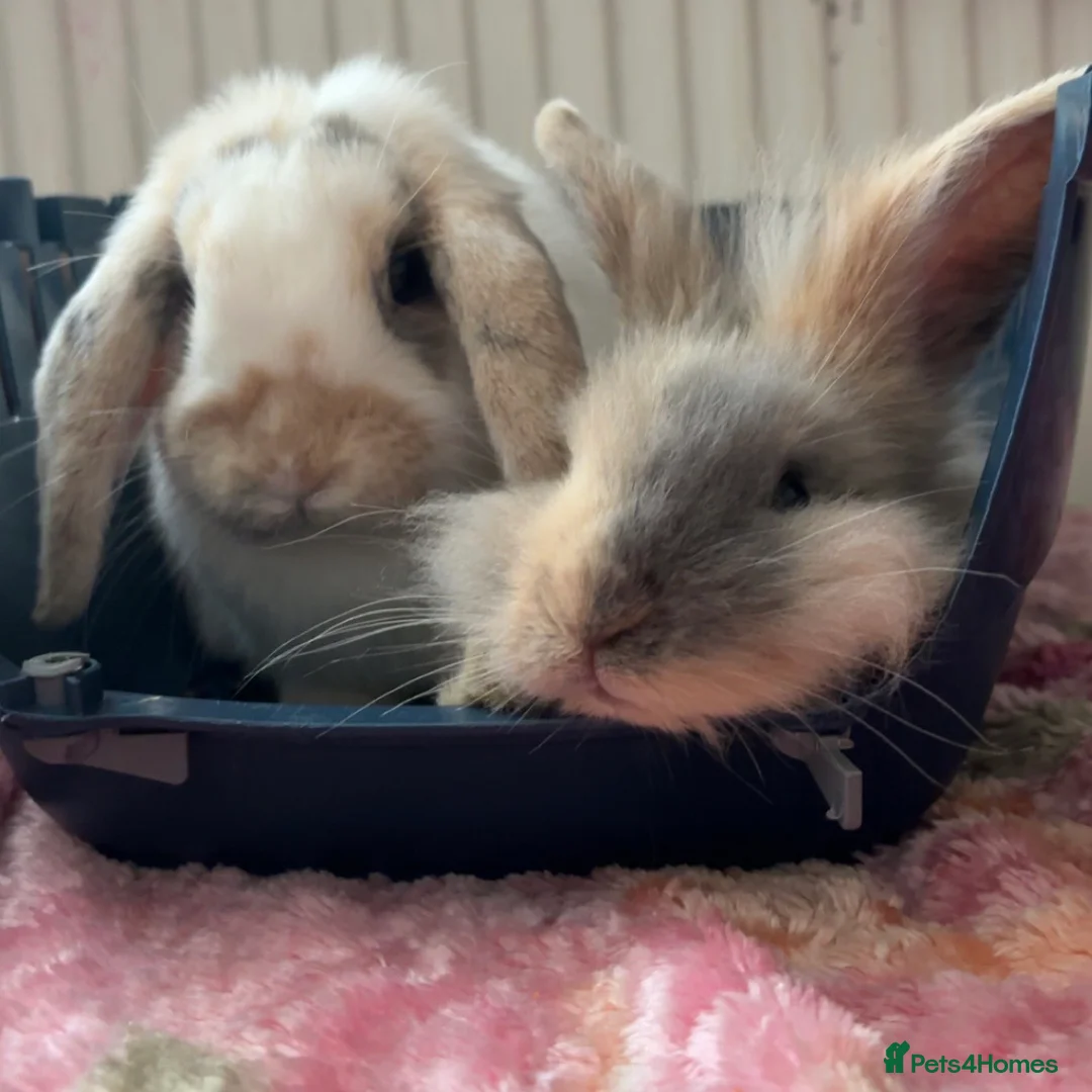 Mini Lop rabbits for sale: Meet Teddie – Your Sweet Mini Lop! 🐇 - Advert 4