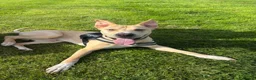 Mixed Breed dogs for sale: Dog for sale  - Advert 3