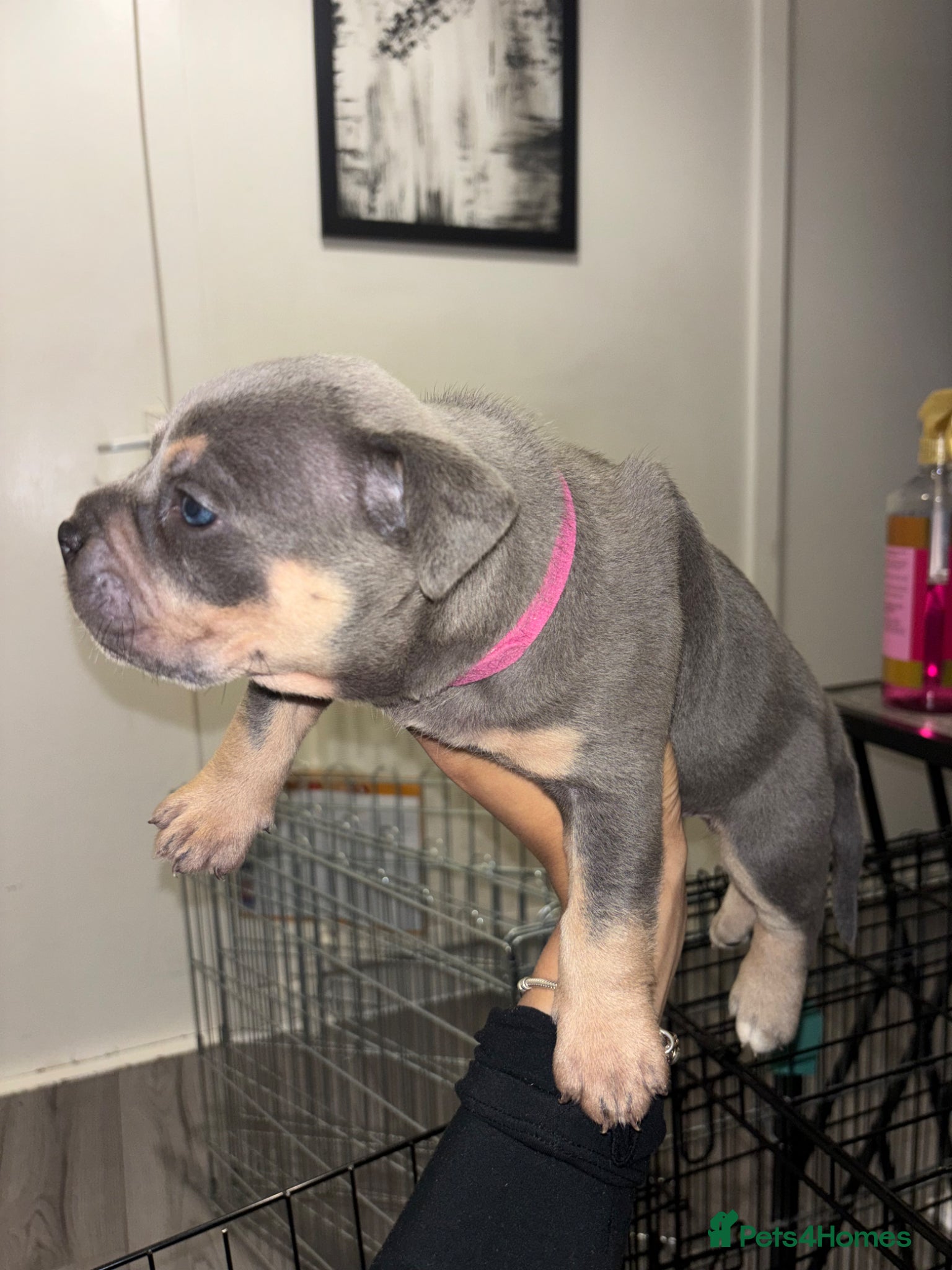 American Bully dogs Pocket bully puppies  - Advert 1