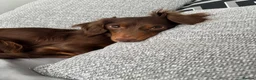 Miniature Dachshund dogs for sale: Miniature long haired dachshund pups  - Advert 2