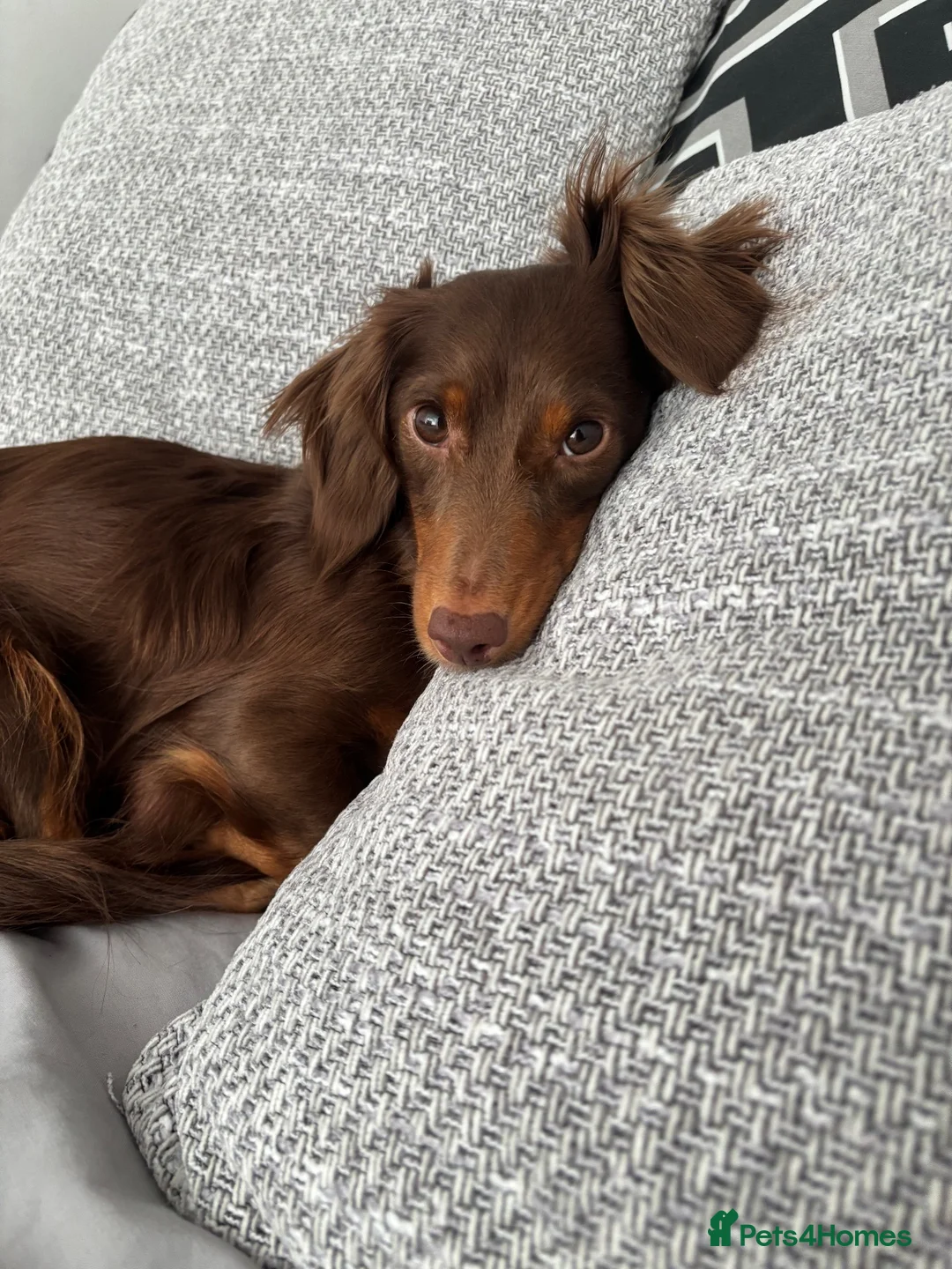 Miniature Dachshund dogs for sale: Miniature long haired dachshund pups  - Advert 2