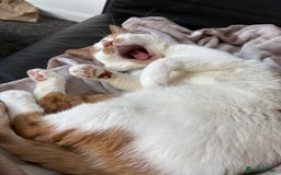 British Shorthair cats for sale: Ginger and White Shorthaired Cat - Image 3