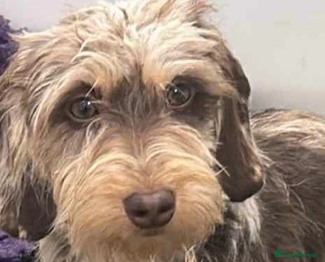 Miniature Dachshund dogs for sale: Ready now kc reg miniature dachshunds wire coats  - Advert 2