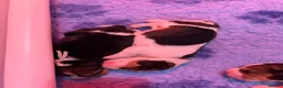 Beagle dogs for sale: Beautiful Tri coloured Beagle bitch puppies  - Advert 14