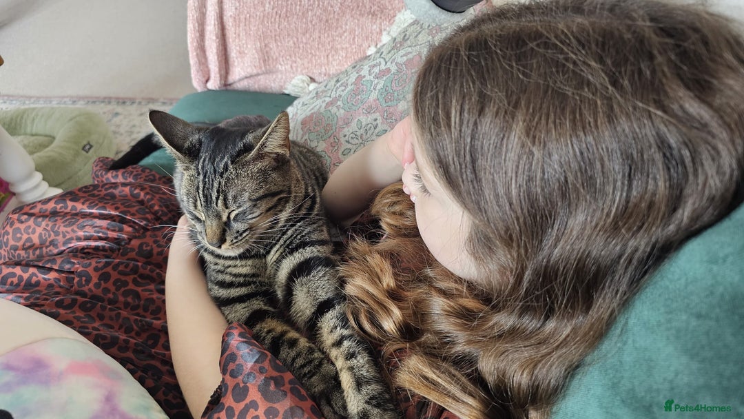 Domestic Shorthair cats for sale: Rehoming our beautiful Callie - Image 6