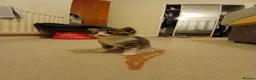 Mixed Breed cats for sale: Kittens for sale. - Advert 6