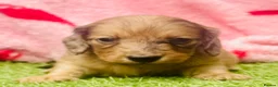 Miniature Dachshund dogs for sale: Long haired miniature dachshund puppies - Advert 18