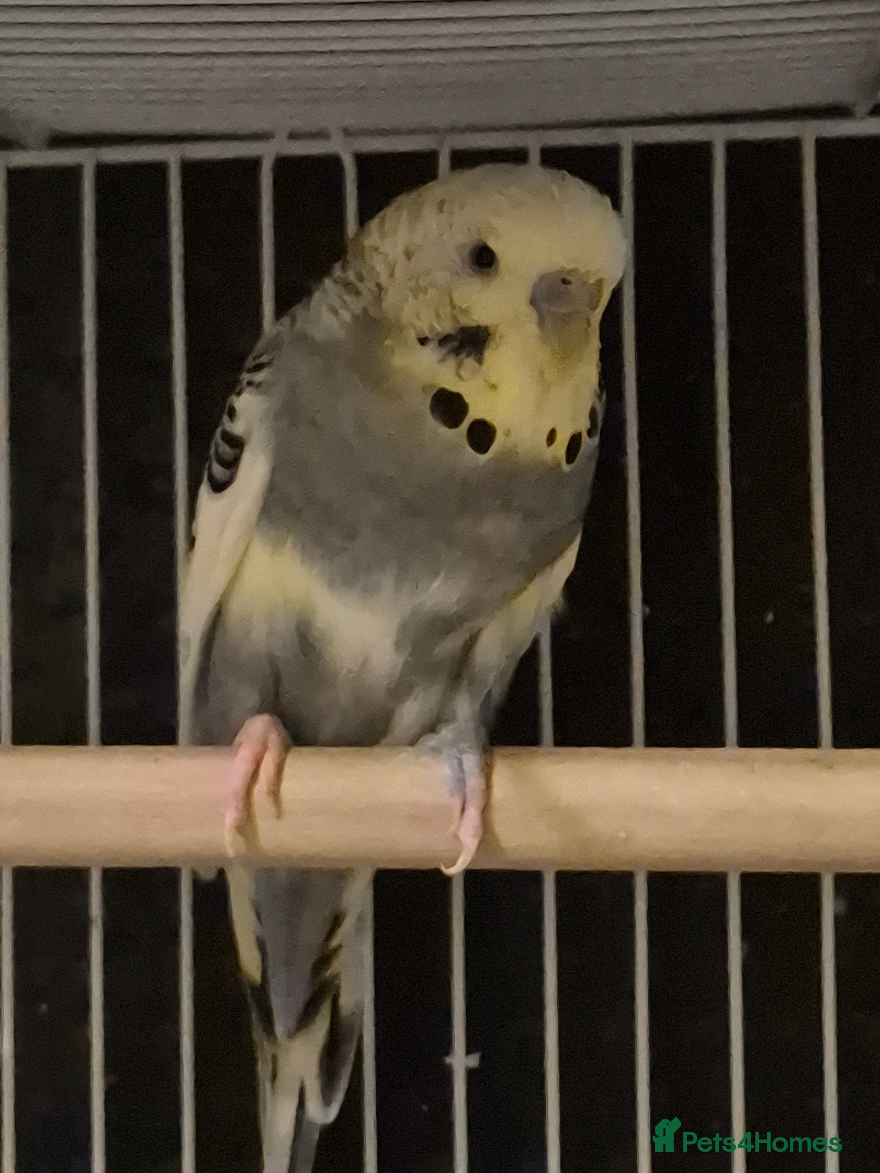 Budgerigars birds Budgies 2 year old - Advert 3