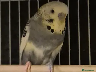 Budgerigars birds Budgies 2 year old - Advert 16