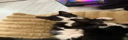 Mixed Breed cats for sale: Beautiful Mother Cat & 4 Lovely Kittens - Advert 8