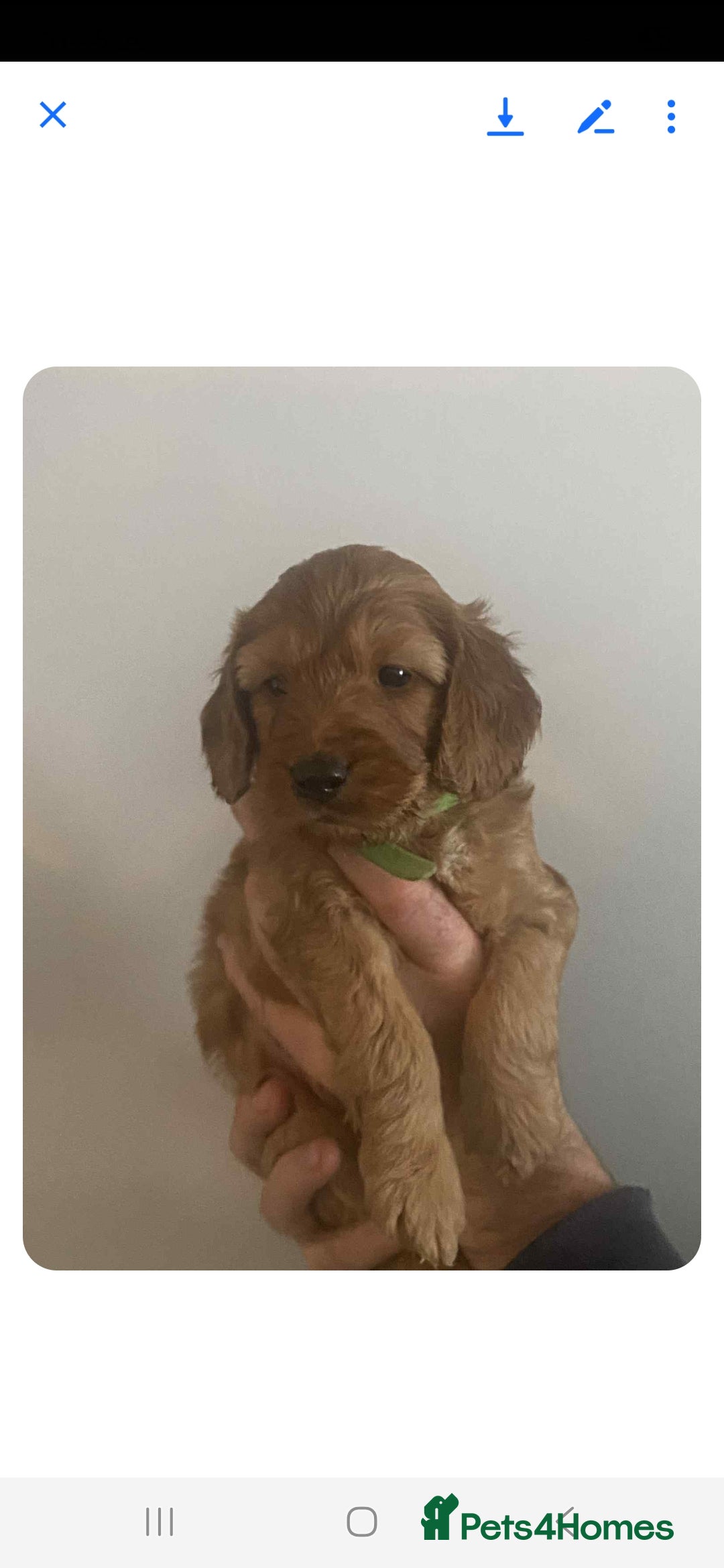 Cockapoo dogs for sale: F2 Cockapoo - Advert 17