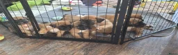 Saint Bernard dogs for sale: Saint de bordeaux puppy 1 girl 1 boy  - Advert 9