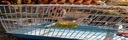 Parrots birds for sale: PAIR OF CELESTIAL PARROLETS LARGE CAGE ON WHEELS - Advert 9