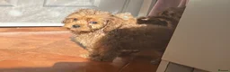 Cavapoo dogs for sale: Tiny Toy Cavapoo Puppies - Advert 2