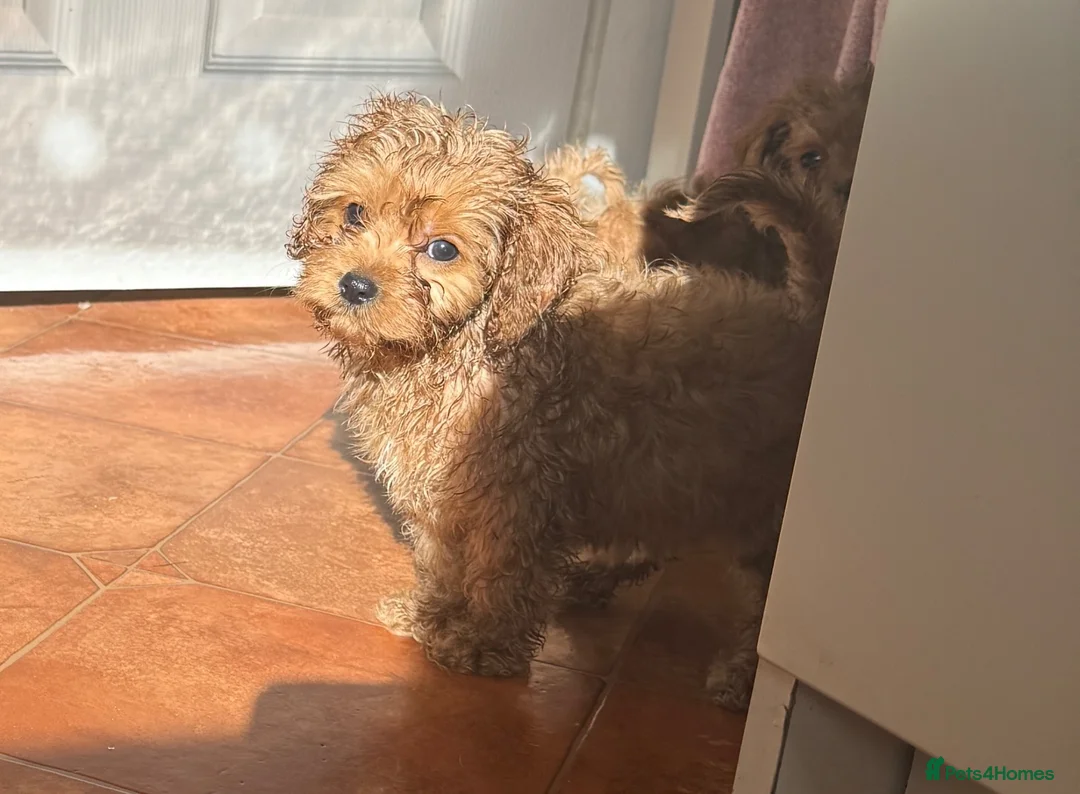 Cavapoo dogs for sale: Tiny Toy Cavapoo Puppies - Advert 2