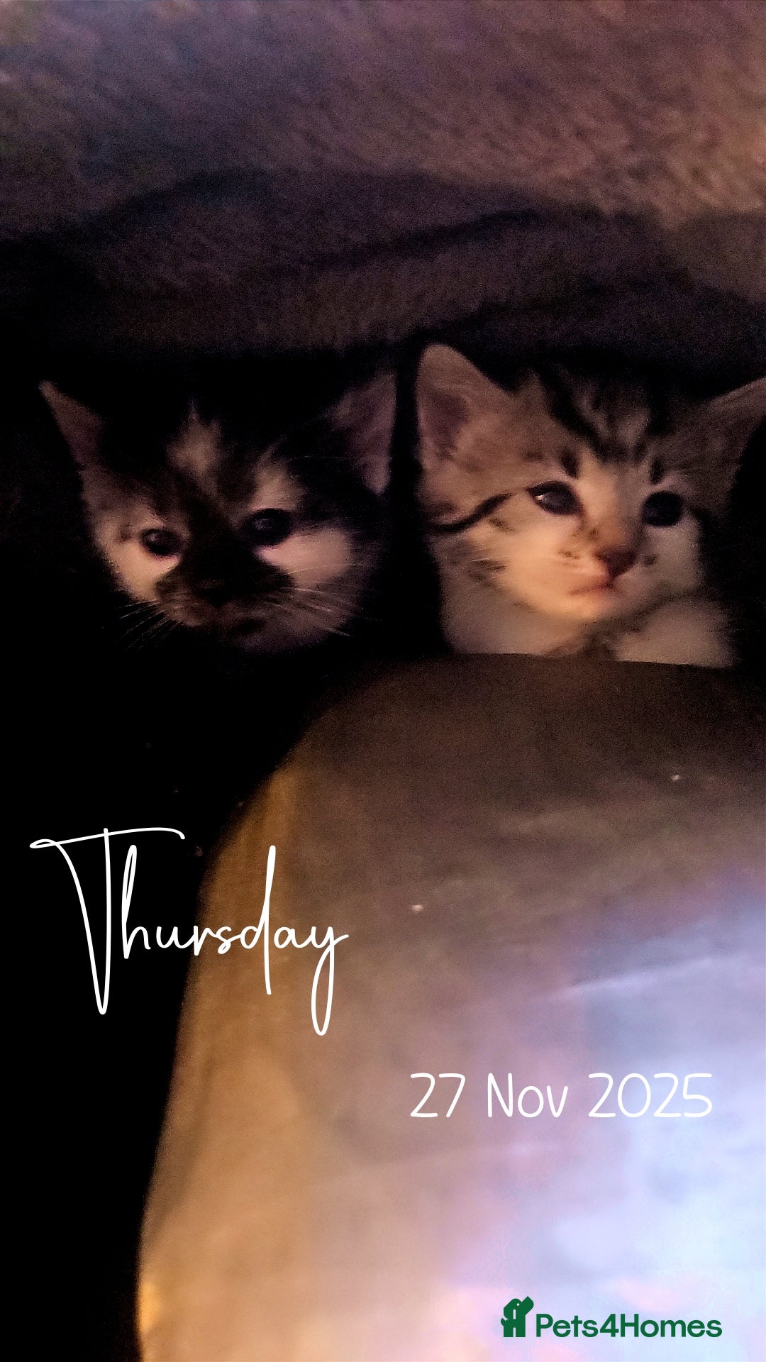 British Shorthair cats Kittens  - Advert 7