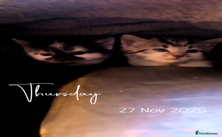 British Shorthair cats Kittens  - Advert 2