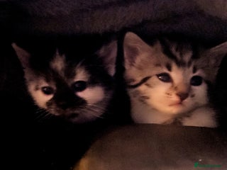 British Shorthair cats Kittens - Advert 8