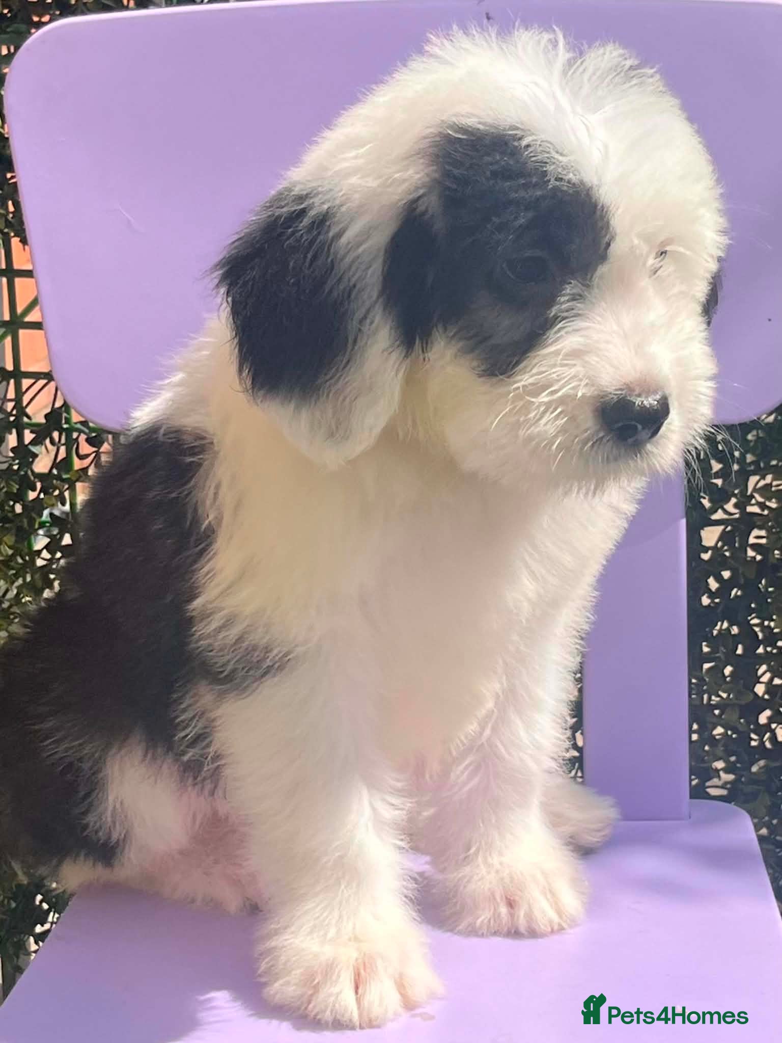 Old English Sheepdog dogs Old English x St Bernard SCOTLAND - Advert 2