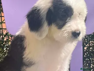 Old English Sheepdog dogs Old English x St Bernard SCOTLAND - Advert 2