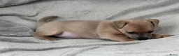 Jack Russell dogs for sale: Jack russel pups in Billericay - Advert 4