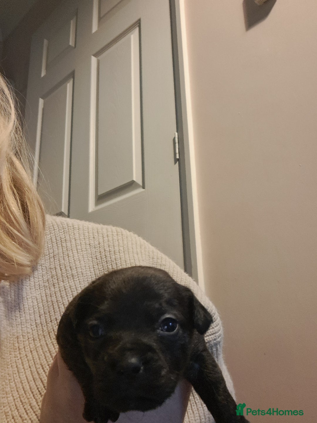 Mixed Breed dogs for sale: 8 puppies for sale - Advert 3