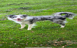 Border Collie dogs for stud: Blue merle border collie for stud - Image 4