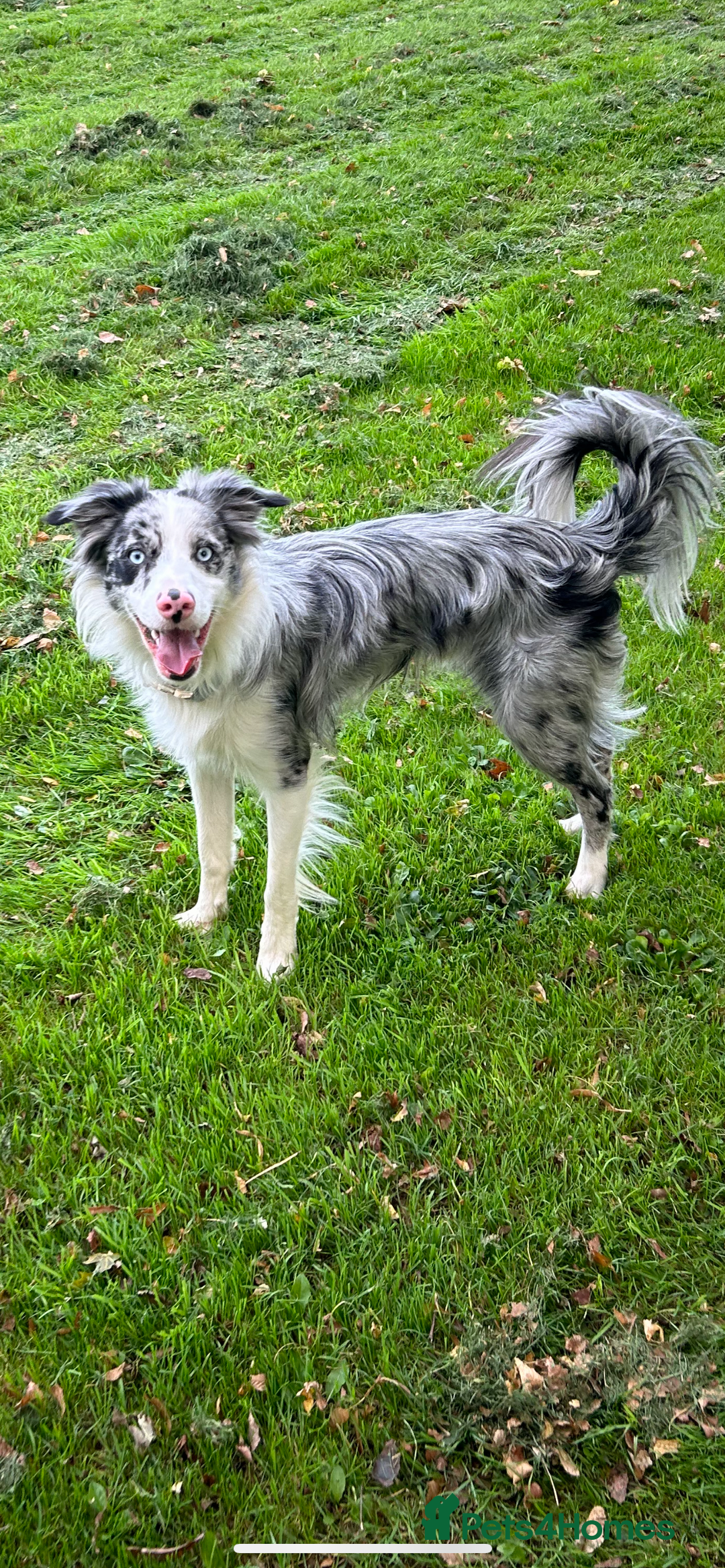 Border Collie dogs for stud: Blue merle border collie for stud - Image 4