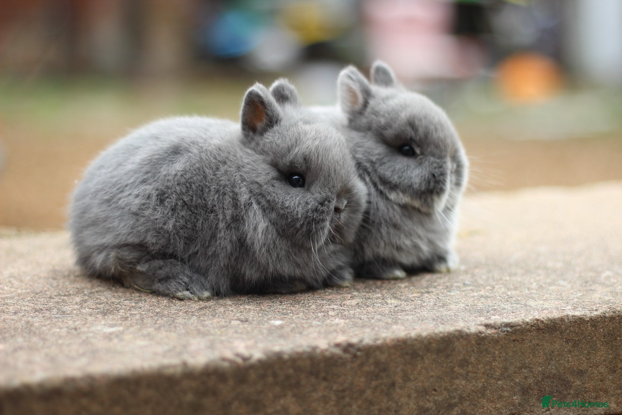 Netherland Dwarf rabbits Exceptional Netherland Dwarf Babies Available  - Advert 2