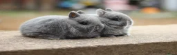 Netherland Dwarf rabbits for sale: Exceptional Netherland Dwarf Babies Available  - Advert 2