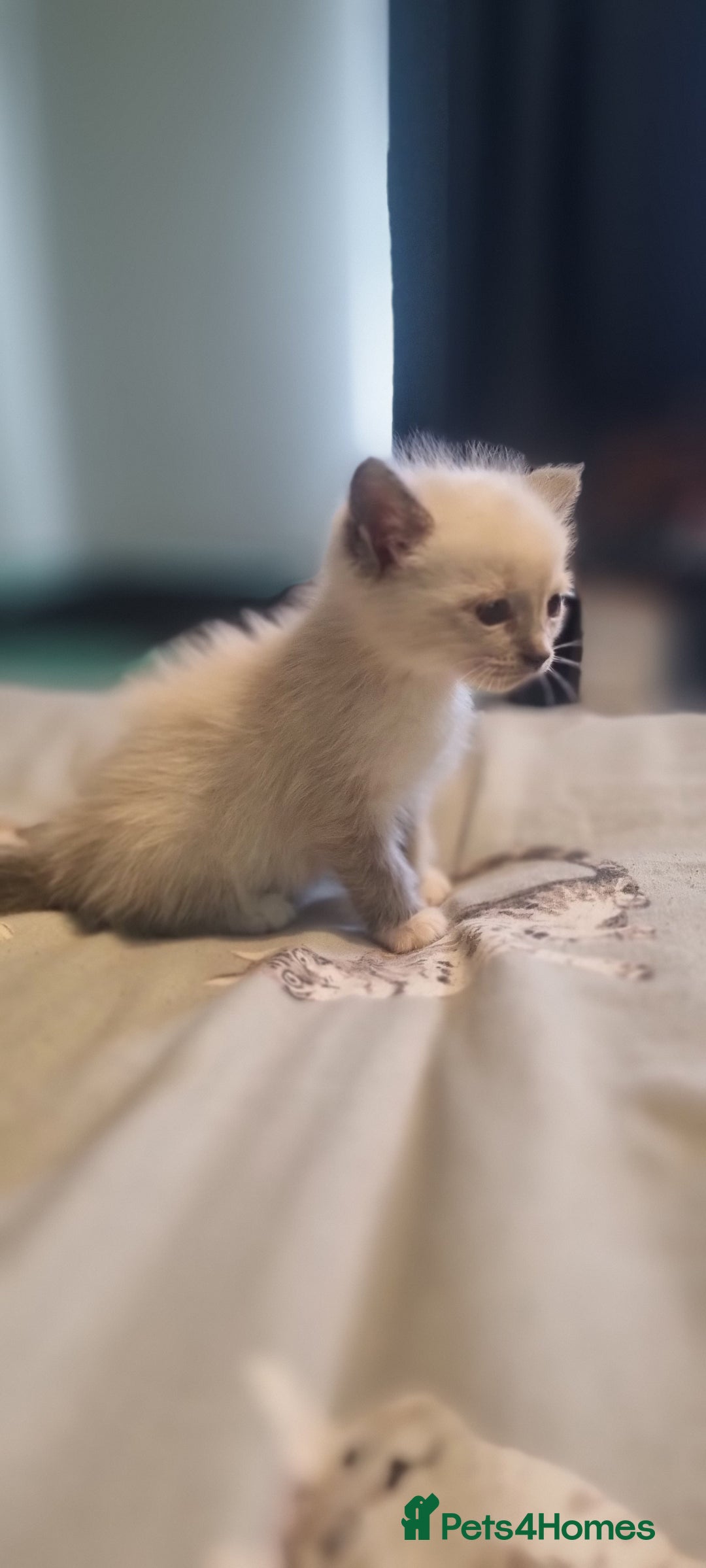 Ragdoll cats for sale: Ragdoll kittens - Image 8