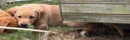 Labrador Retriever dogs for sale: Outstanding KC Registered Fox Red Labrador Puppies - Advert 3